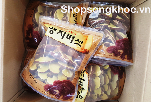 Nấm Linh Chi Đỏ Hàn Quốc tự nhiên - nấm tai nhỏ túi nâu